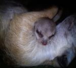 Meerkat Manor in the Kalahari Part 2 - 58