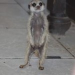 Meerkat Manor in the Kalahari Part 2 - 59