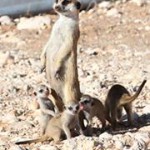 Meerkat Manor in the Kalahari Part 2 - 60