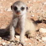 Meerkat Manor in the Kalahari Part 2 - 61