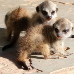 Meerkat Manor in the Kalahari Part 2 - 62