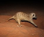 Meerkat Manor in the Kalahari Part 2 - 7