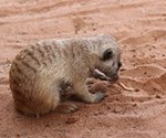 Meerkat Manor in the Kalahari Part 2 - 8