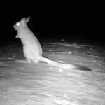 Night drives - Springhare