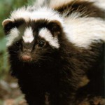 Striped Polecat