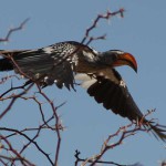 birds-1