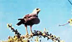 birds-2