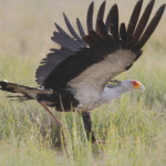birds1