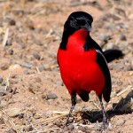 crimsonbreasted-shrike