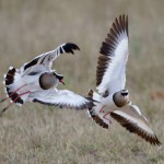 plovers