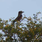 purple-roller