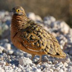 sandgrouse