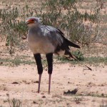 secretary-bird