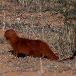 slender-mongoose