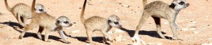 Meerkats | Kalahari Trails