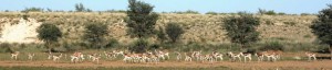Springbok - Kalahari Trails