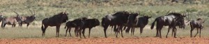 Wildebees - Kalahari Trails