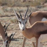 springbok