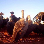 vultures