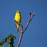 yellow-canary