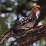 yellow-hornbill