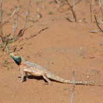 agama