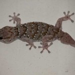 bibrons-gecko