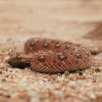 horned-adder-1