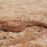 horned-adder-2