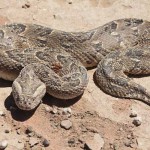 puffadder-1