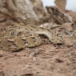 puffadder-2