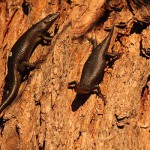 skinks