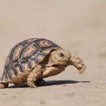 tortoise