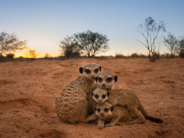 https://www.kalahari-trails.co.za/wp-content/uploads/2017/03/new-meerkats-slide-10.jpg