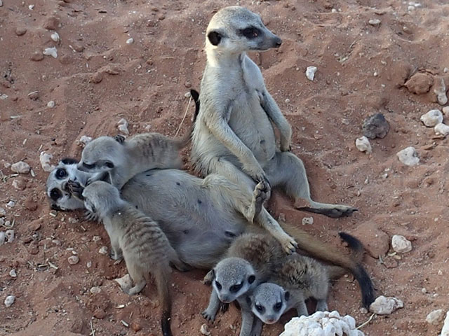 https://www.kalahari-trails.co.za/wp-content/uploads/2017/03/new-meerkats-slide-2.jpg