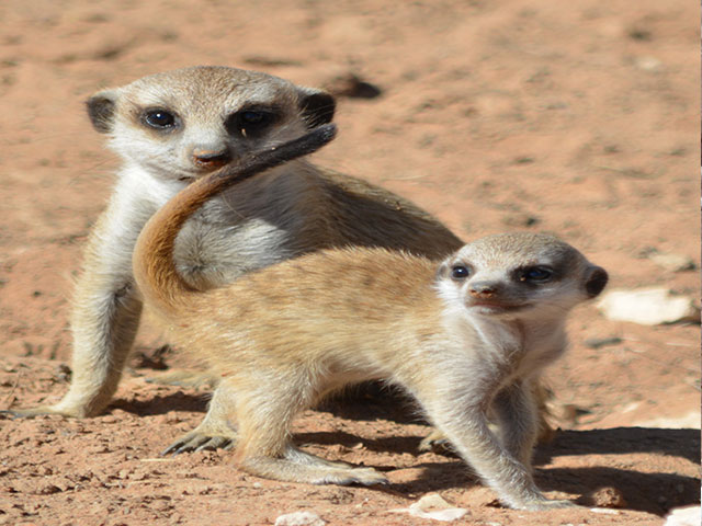 https://www.kalahari-trails.co.za/wp-content/uploads/2017/03/new-meerkats-slide-3.jpg