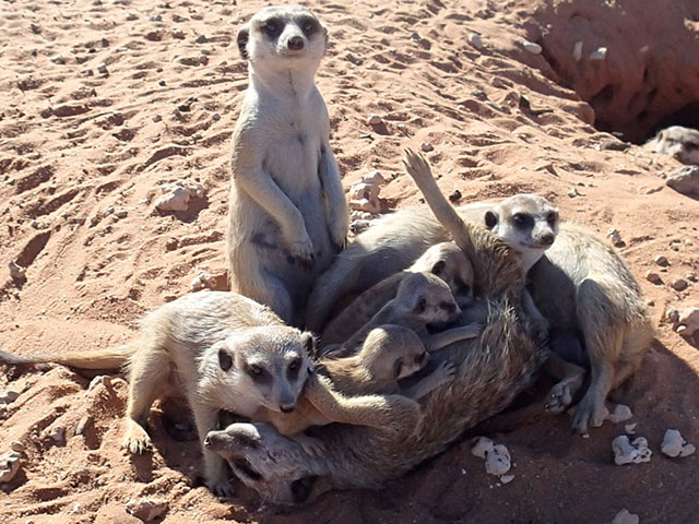 https://www.kalahari-trails.co.za/wp-content/uploads/2017/03/new-meerkats-slide-4.jpg