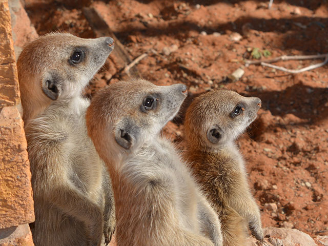 https://www.kalahari-trails.co.za/wp-content/uploads/2017/03/new-meerkats-slide-5.jpg