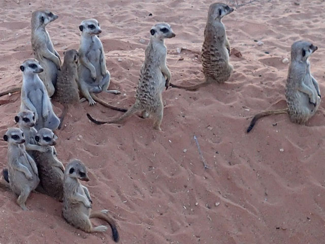 https://www.kalahari-trails.co.za/wp-content/uploads/2017/03/new-meerkats-slide-7.jpg