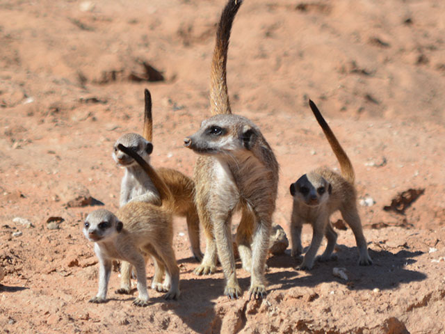 New Meerkats