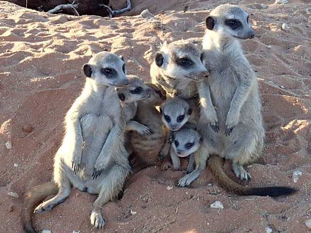 https://www.kalahari-trails.co.za/wp-content/uploads/2017/03/new-meerkats-slide-9.jpg