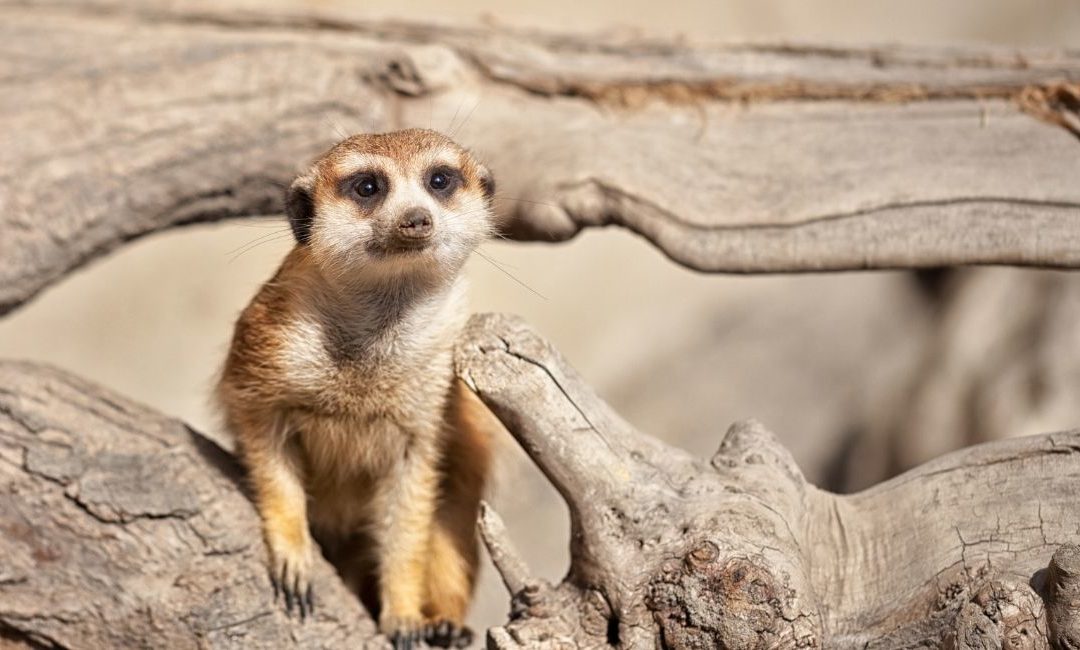 Meerkat Manor in the Kalahari – Part 1